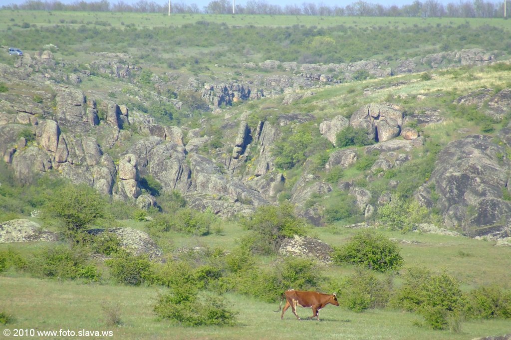 Актовские коровы не в меру активны и быстроходны