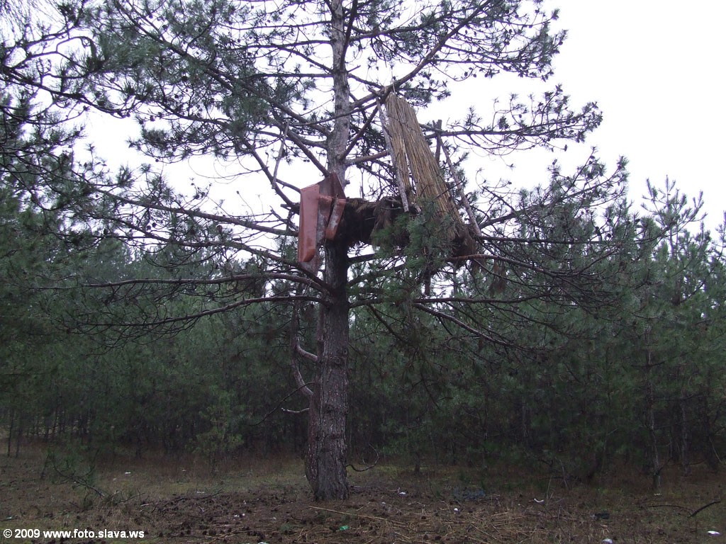 Шалаш на сосне