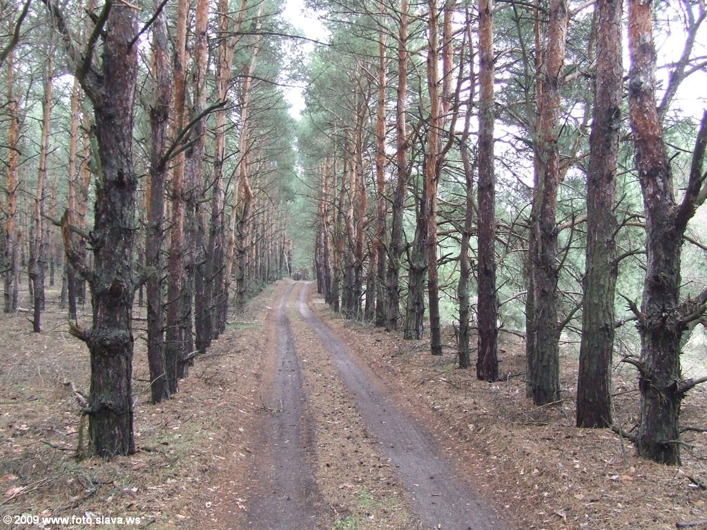 Дорога через лес. К сожалению, нам не по ней