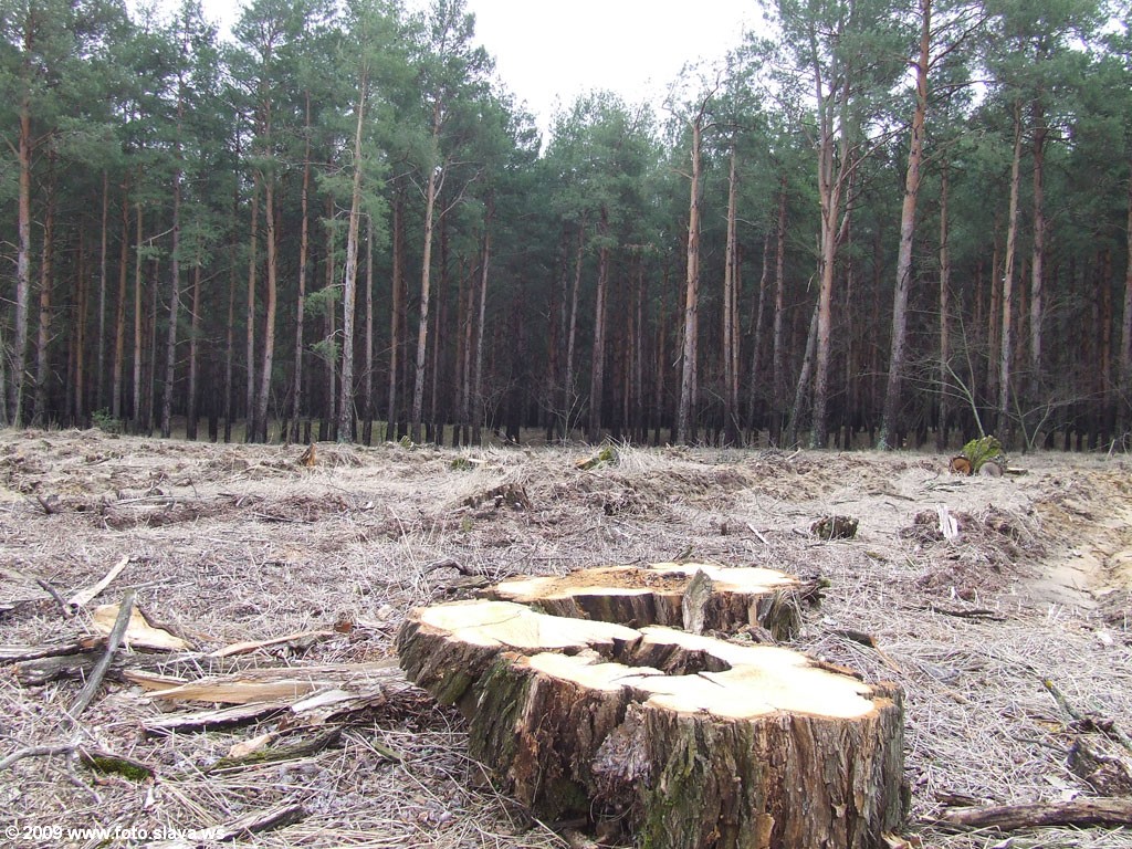 Вырубка Херсонского леса