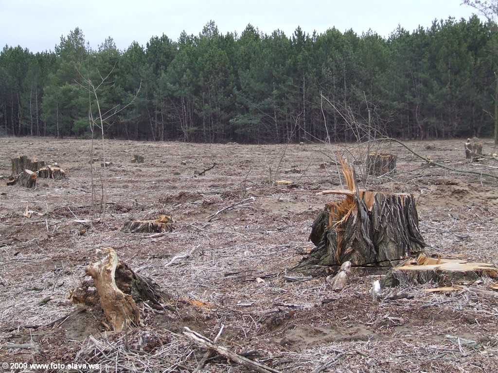 Беспощадная вырубка леса