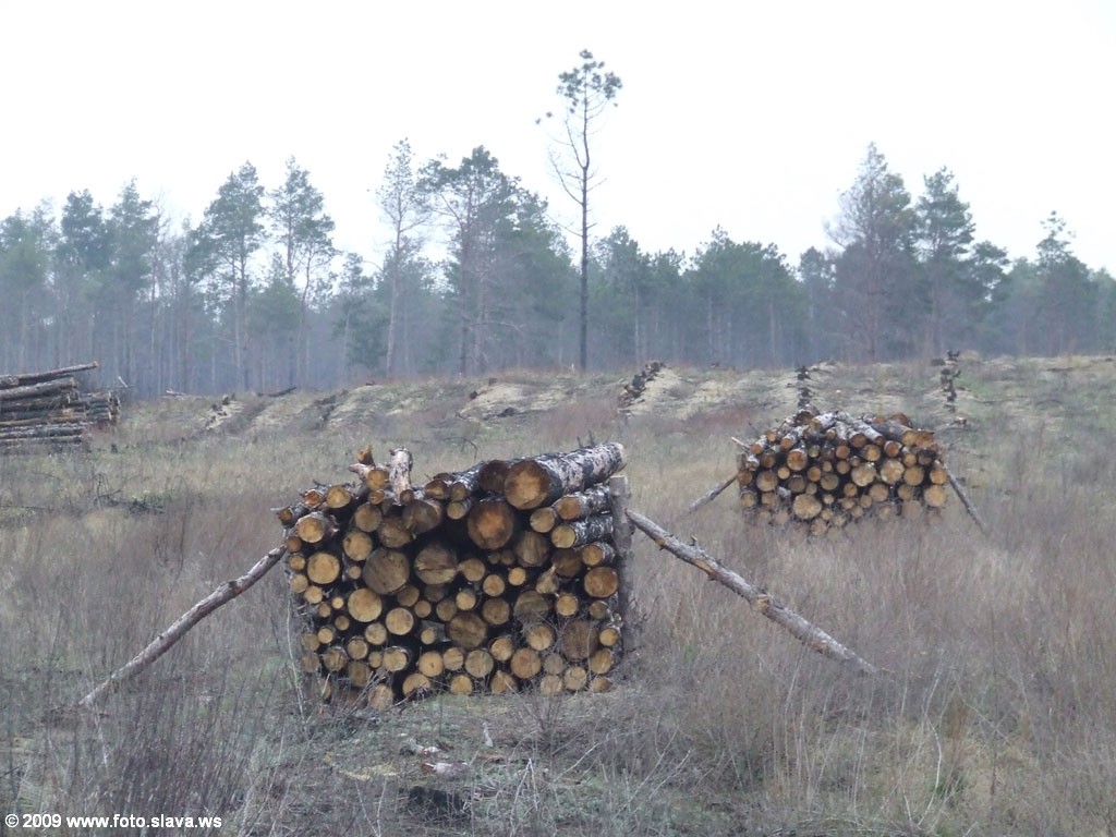 Лесозаготовка в Херсонском лесу