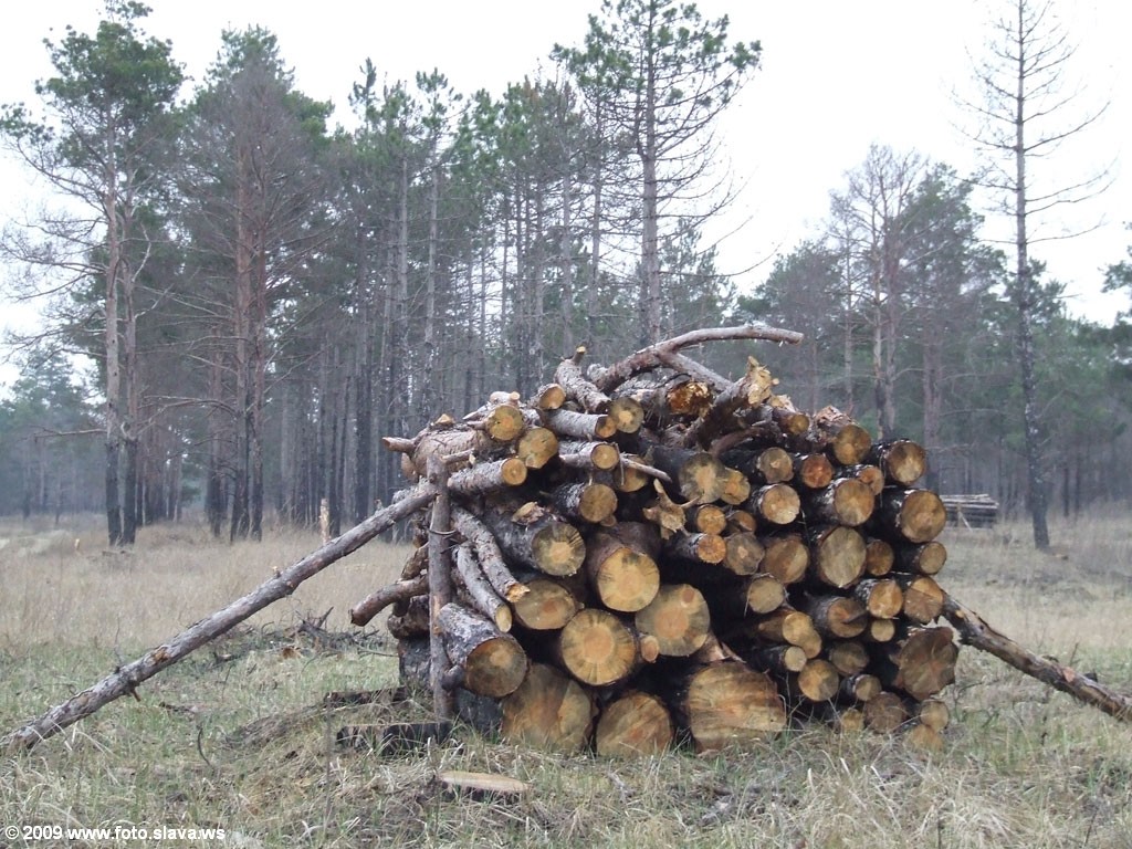 Вырубка Цюрупинского леса