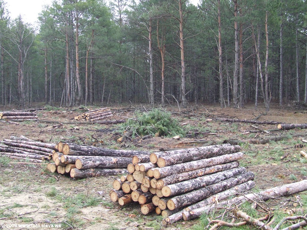 Субить проще, чем вырастить