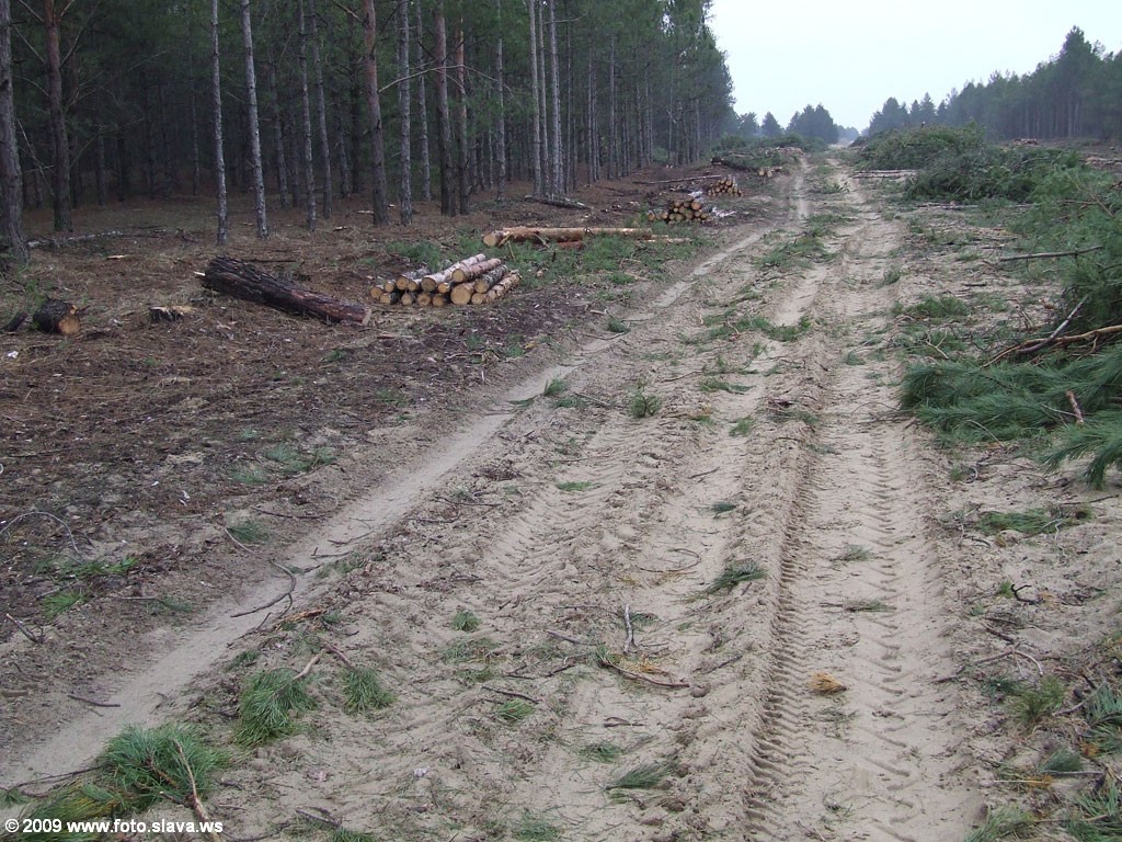 Вырубить лес проще, чем вырастить