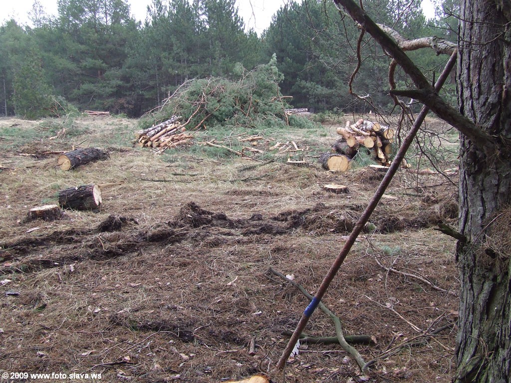 Лесозаготовка в Херсонском лесу