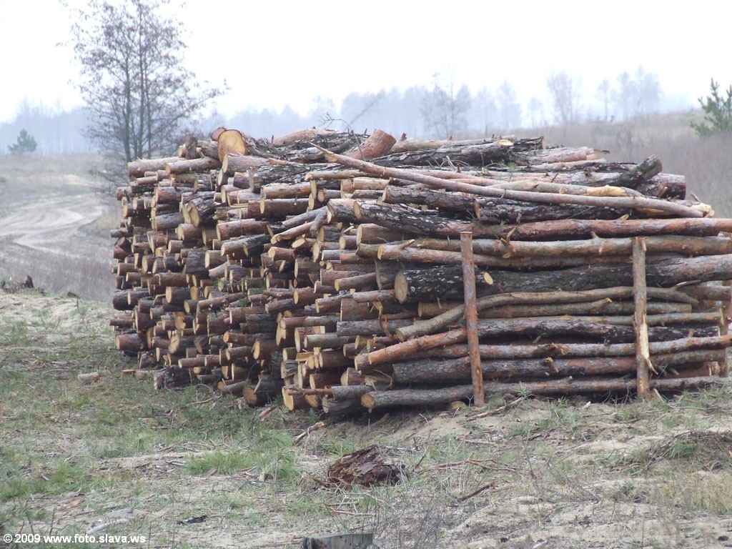 Лесозаготовка