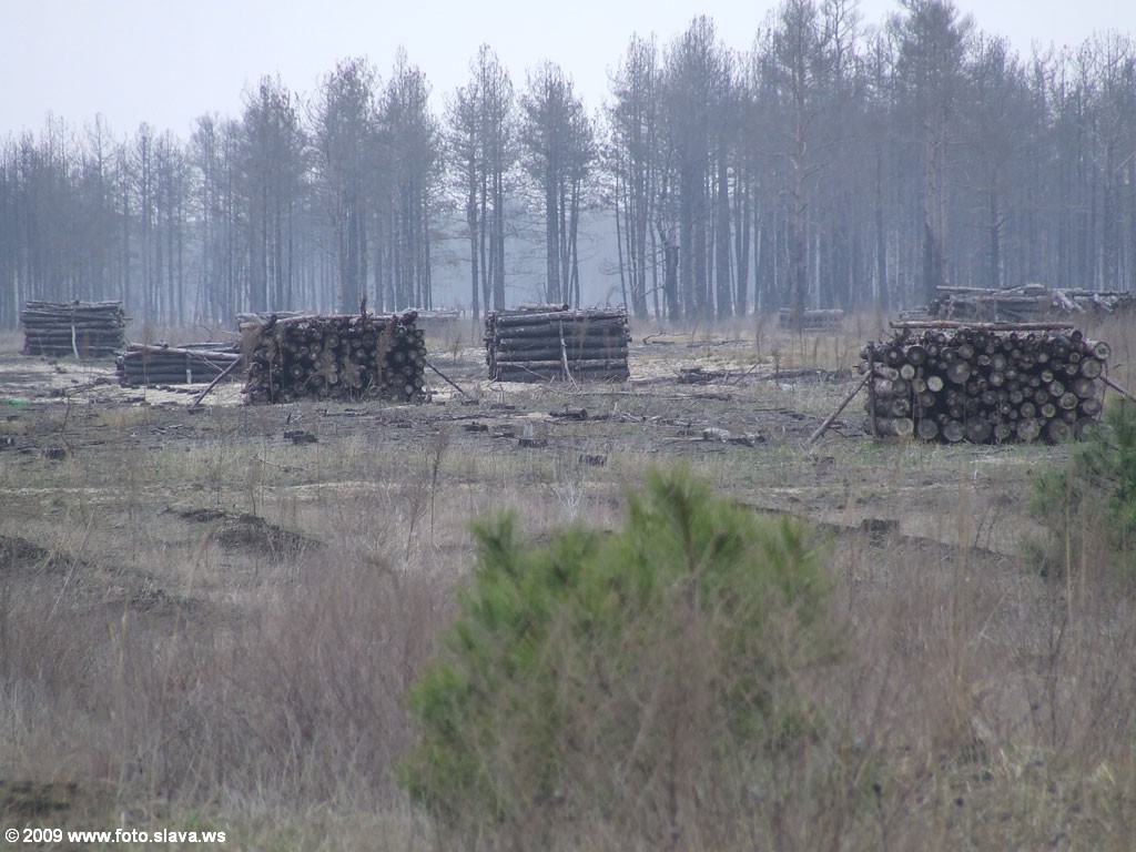 Штабеля вырубоенного леса