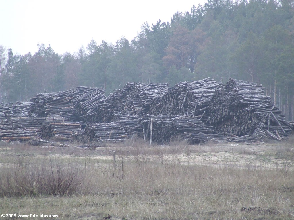 Горелые дрова