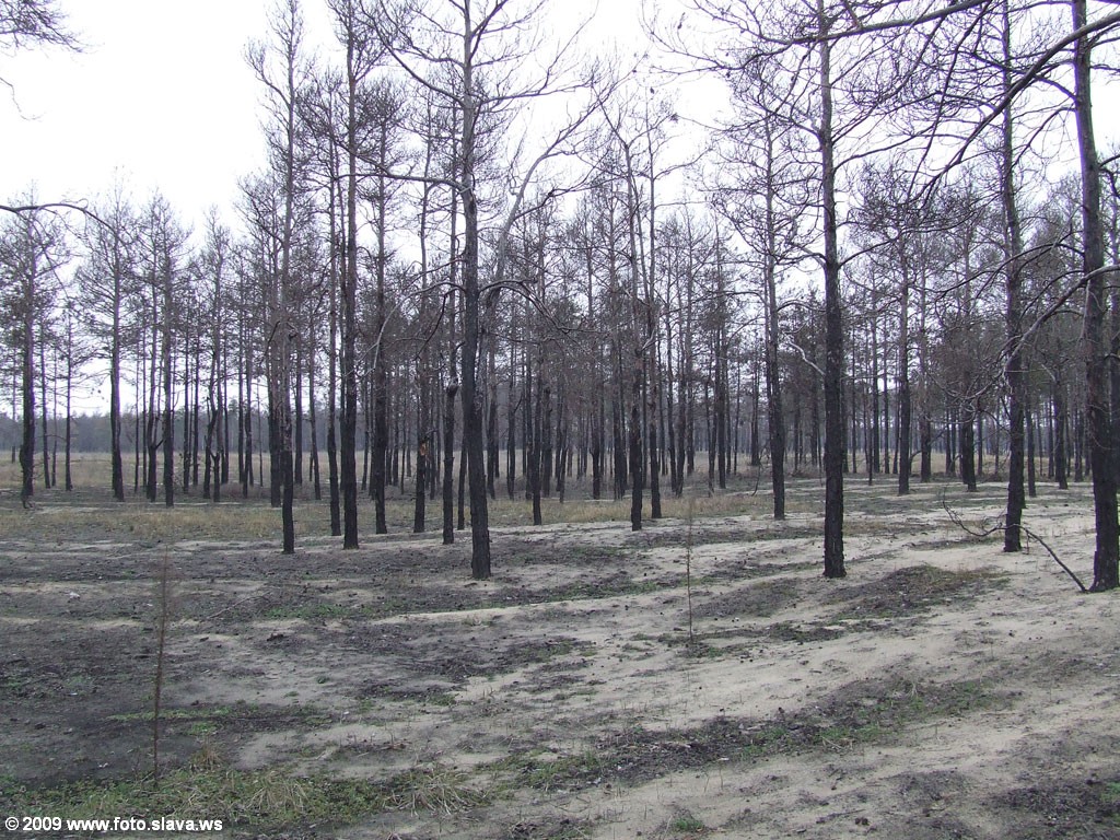 Горелый херсонский лес