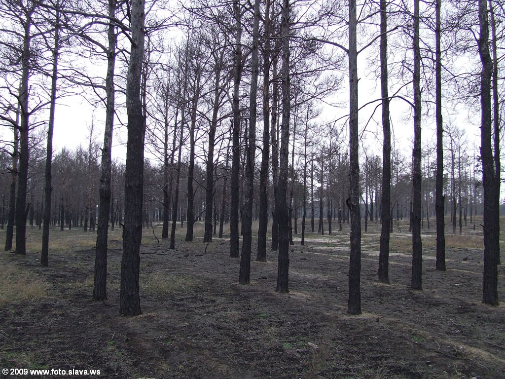Горелые сосны херсонского леса