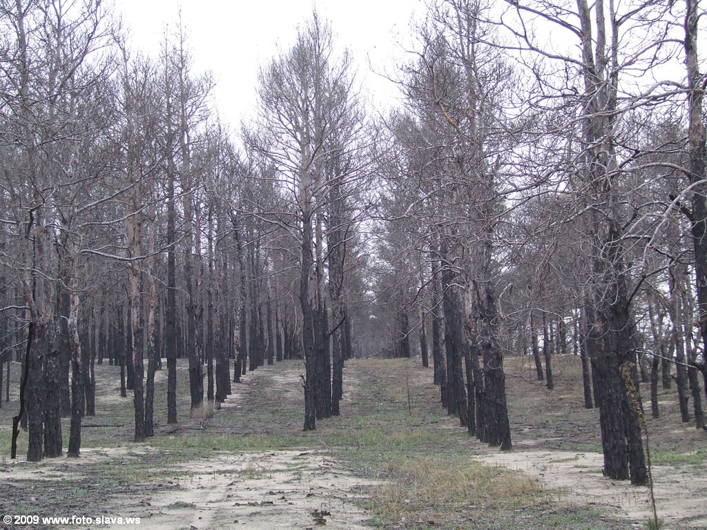 Обгоревшие сосны