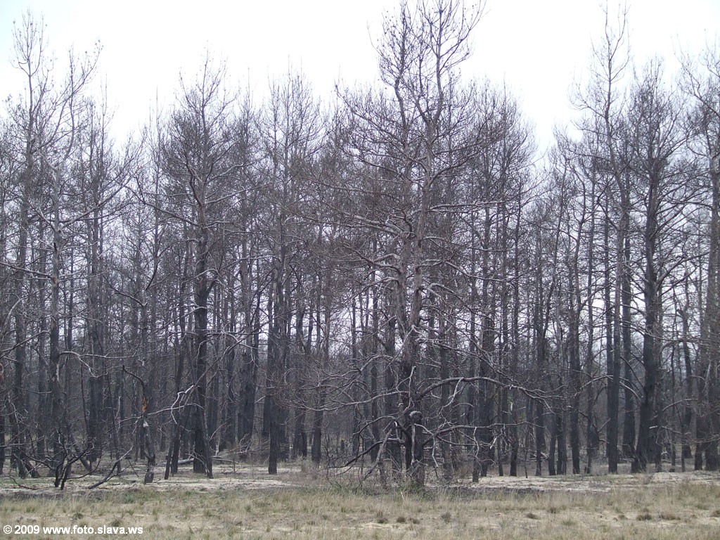 Сгоревший херсонский лес