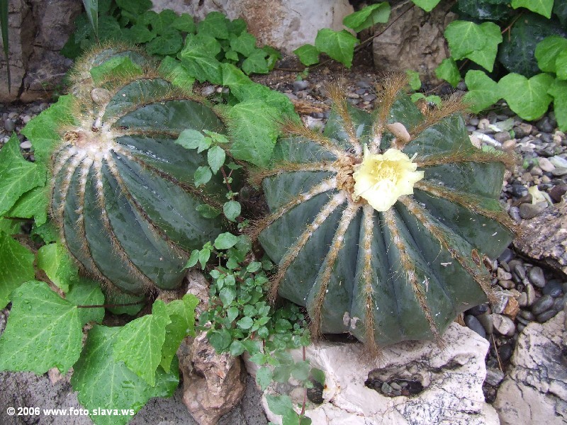 Кактусы