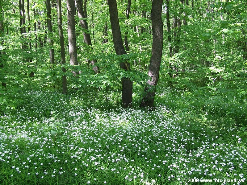 Весенний лес