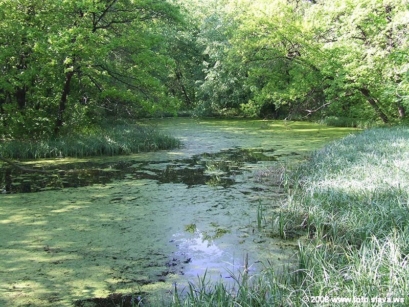 Плавни в лесу