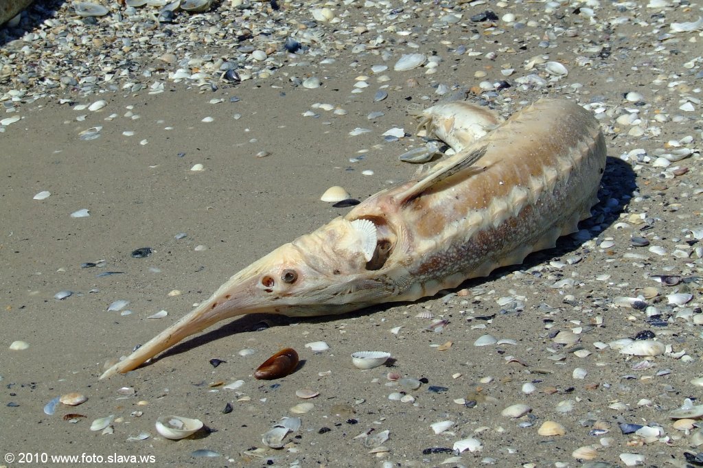 Кинбурнская коса