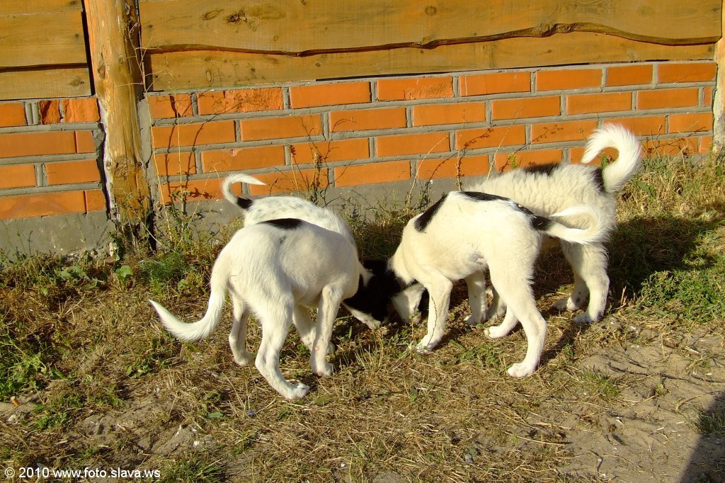 Кинбурнская коса