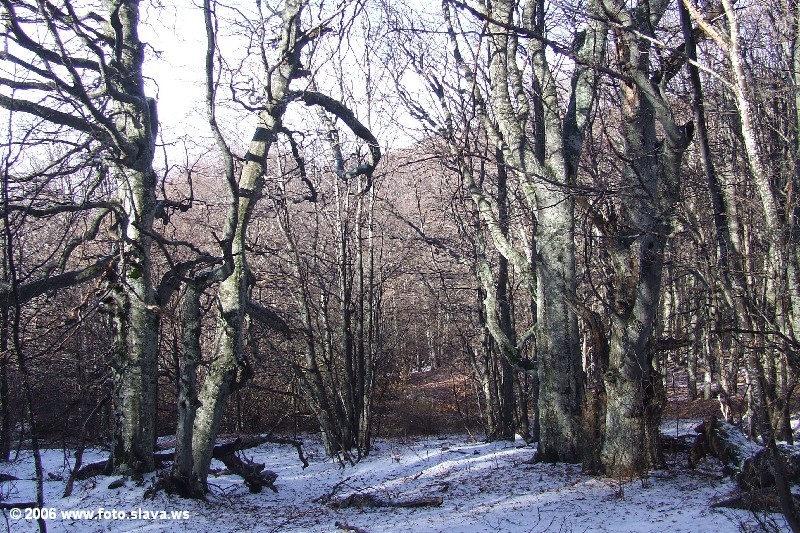 Димерджи, Крым