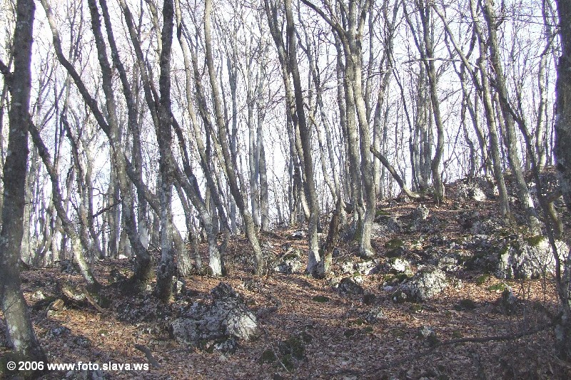 Зимний лес (Украинская Швейцария)