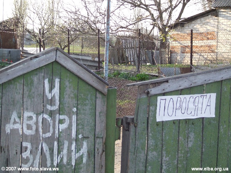 Во дворе злые поросята